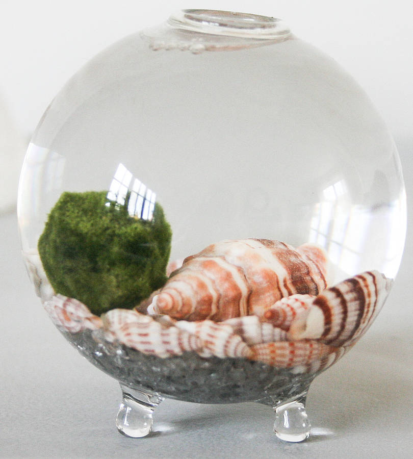 handblown glass vase mini terrarium by bonnie and bell ...