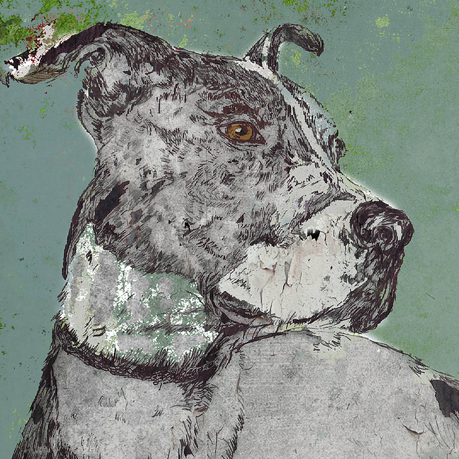 Staffordshire Bull Terrier Portrait, 1 of 2