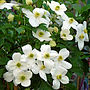 Clematis Christine, Personalised Plant Gifts, thumbnail 2 of 2