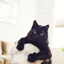 Dog Shaped Cat Scratching Post