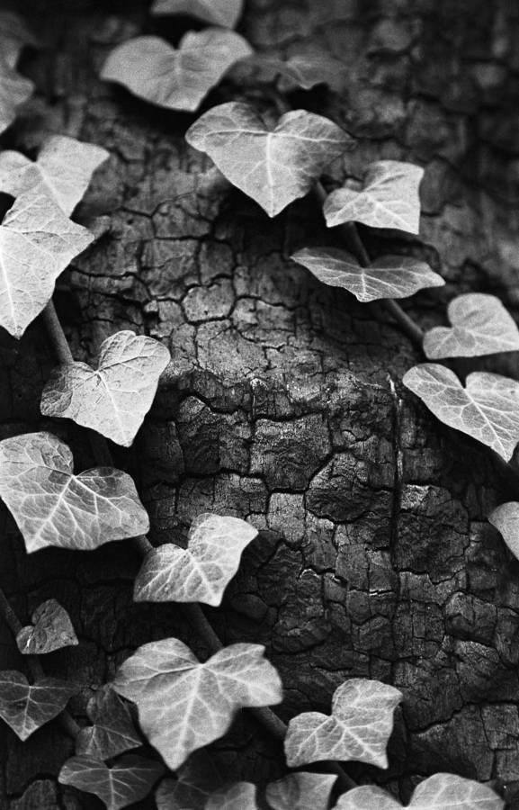 Ivy Black And White Art Print By Paul Cooklin