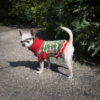 Gingerbread Man Dog Jumper, 3 of 6