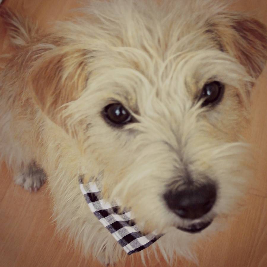 Gingham Dog Bandana By Pup Tart Handmade