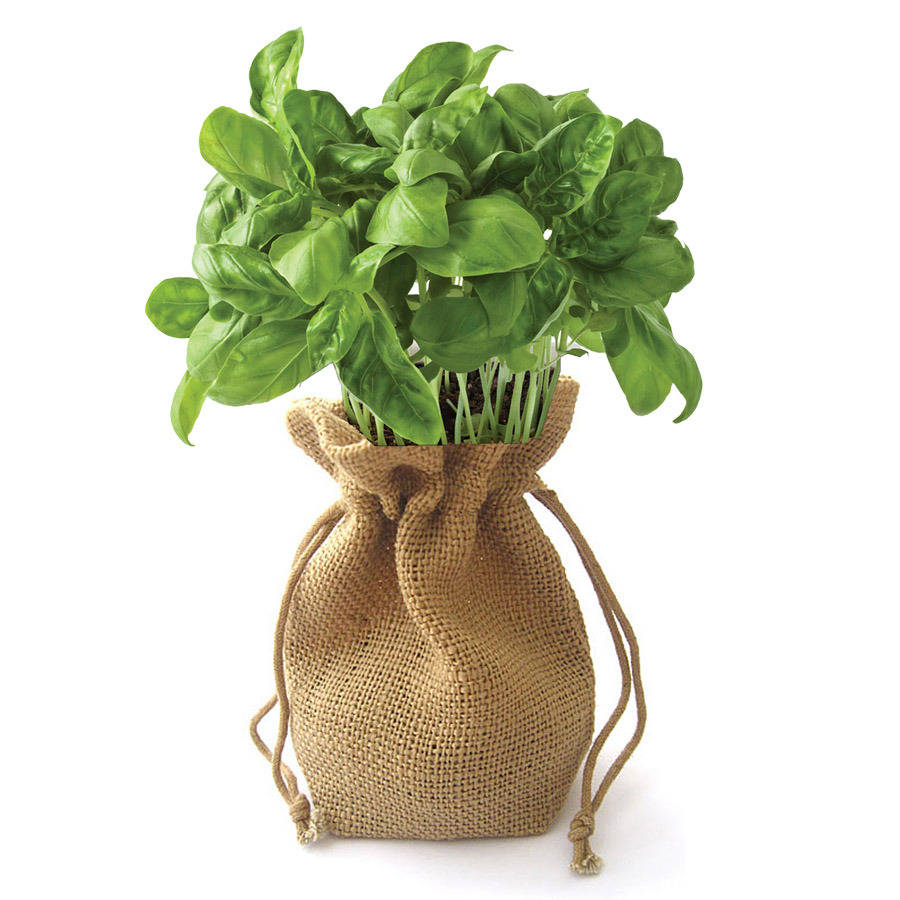 basil jute bag grow set by beecycle