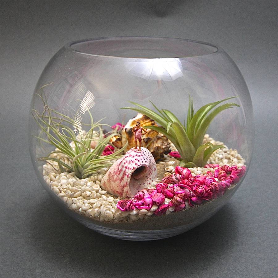 The Bather Airplant 'Underwater' Terrarium Kit By London Garden Trading