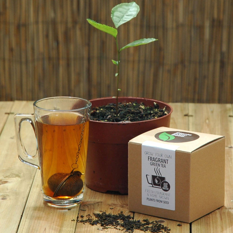 grow-your-own-tea-plant-by-all-things-brighton-beautiful