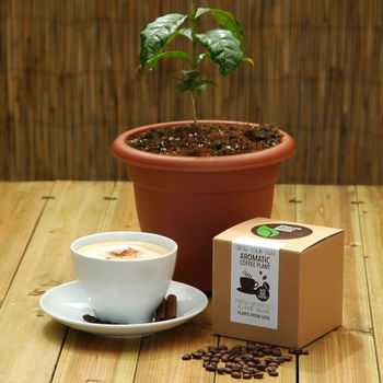 Grow Your Own Coffee Plant Kit, 2 of 3