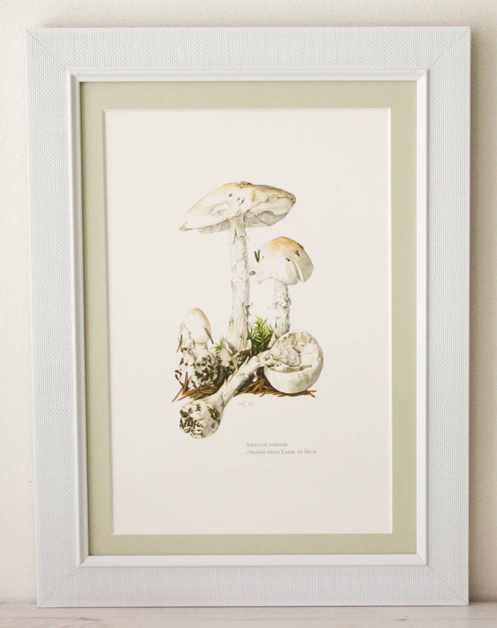 framed vintage mushroom print 'amanita virosa' by bonnie and bell