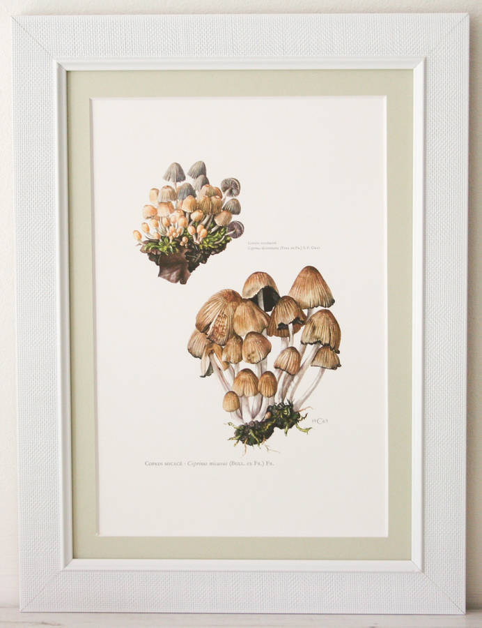 Framed Vintage Mushroom Print 'Coprinus Micaceus' By Bonnie and Bell
