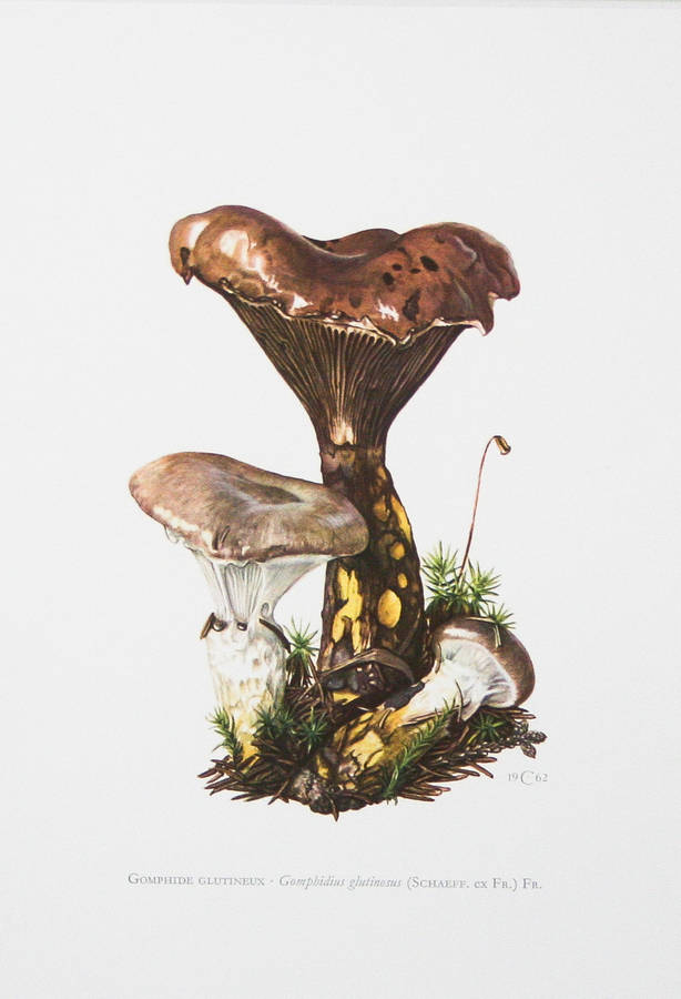 Framed Vintage Mushroom Print 'Gomphidius Glutinosus' By Bonnie and