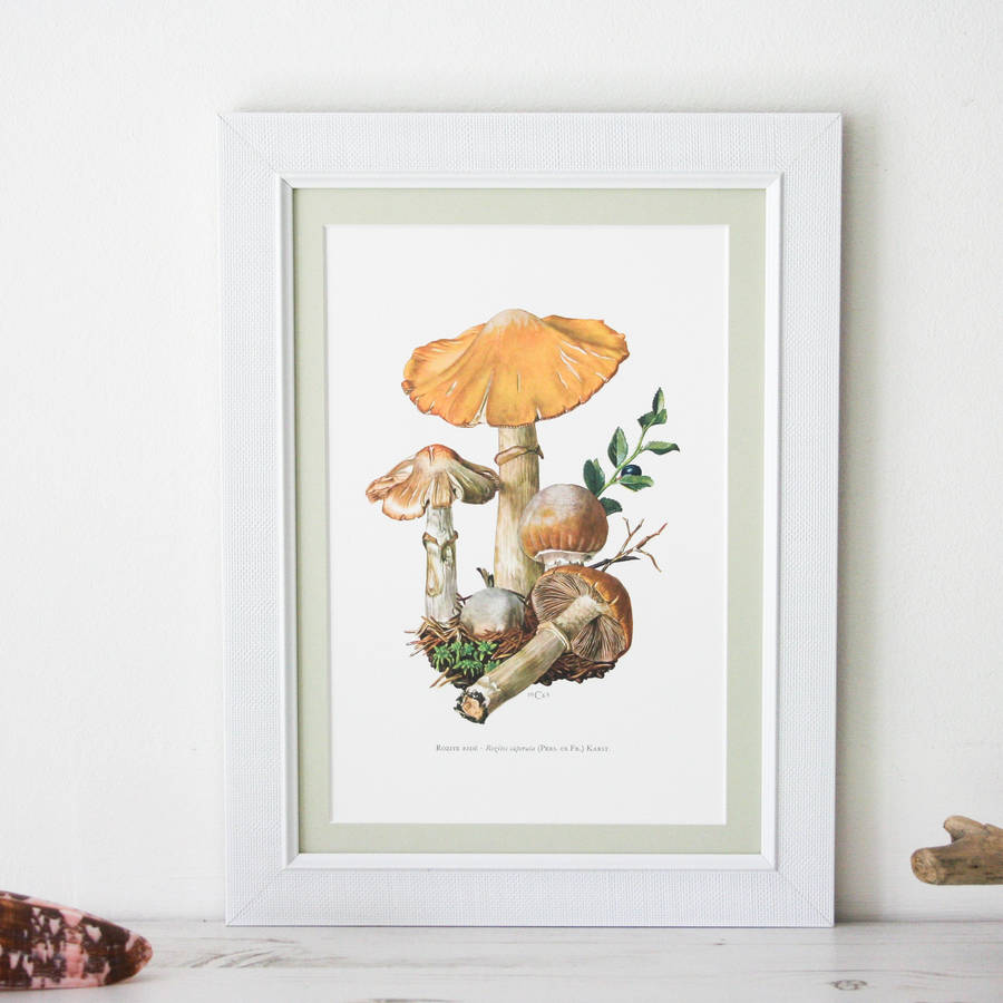 Framed Vintage Mushroom Print Rozites Caperata By Bonnie And Bell Notonthehighstreet Com