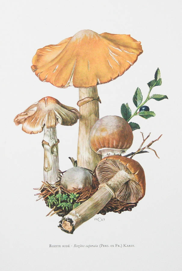 Framed Vintage Mushroom Print 'rozites Caperata' By Bonnie And Bell