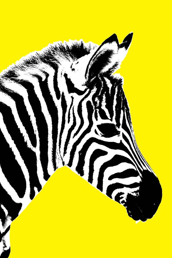 Glowing Zebra Canvas Art By Palm Valley 