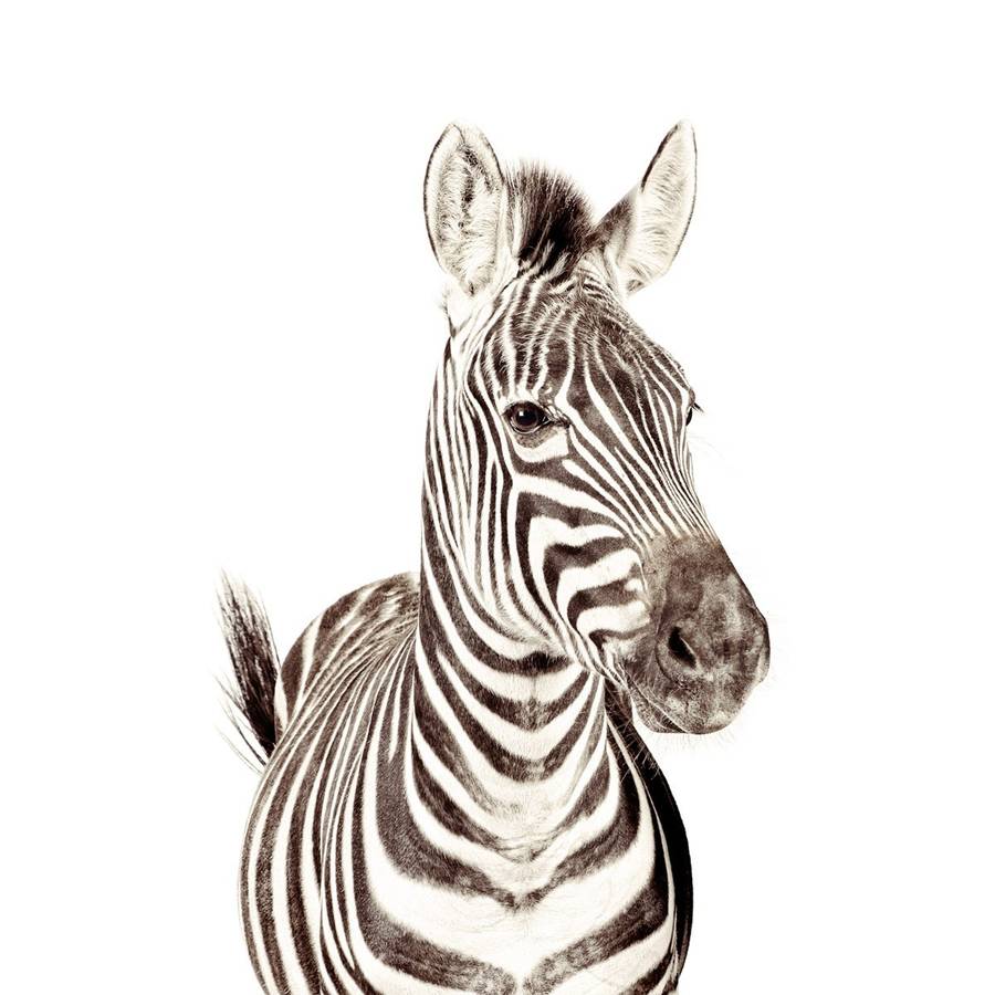 Zebra Magnetic Wallpaper By Sisters Guild