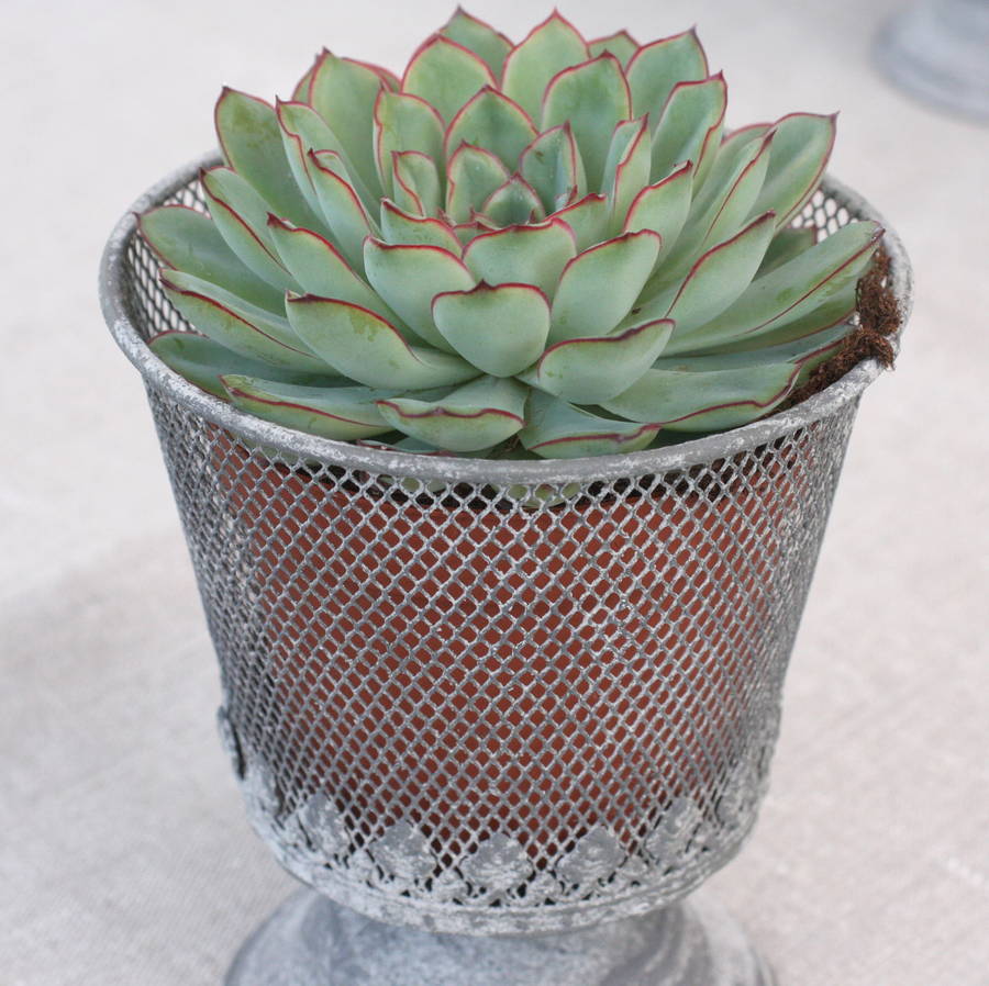 wire planter by magpie living