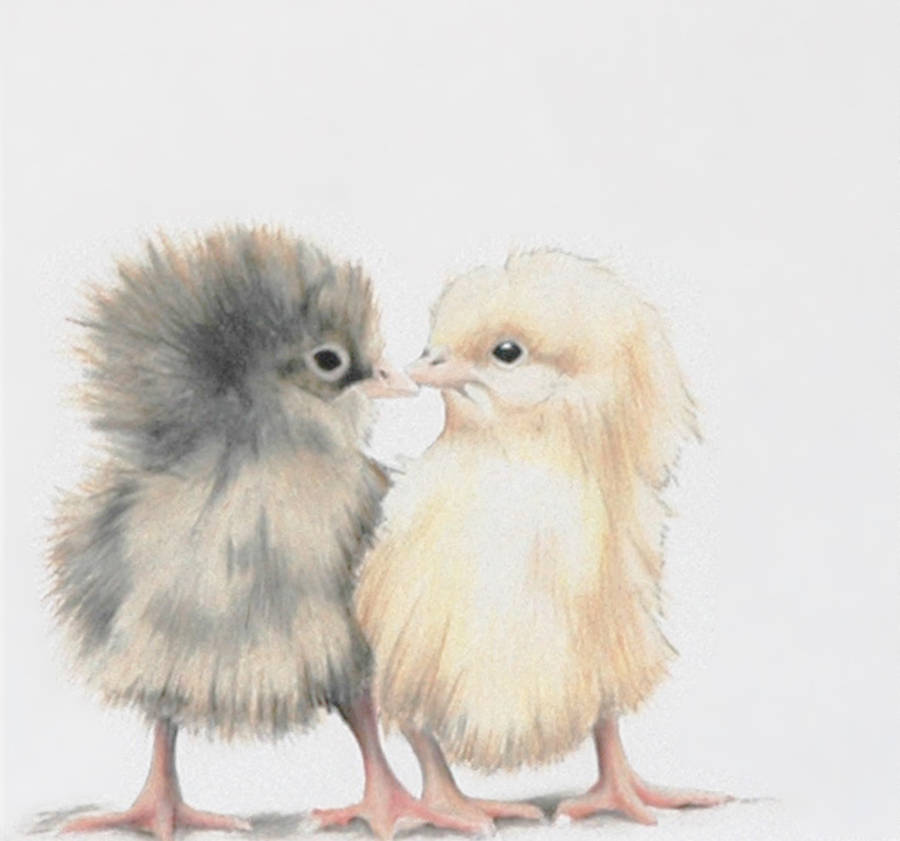 Kissing Chicks Hand Drawn Illustration By Bambizi