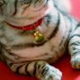 Classic Disc Cat Collar I.D Tag, thumbnail 2 of 2