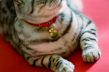 Classic Disc Cat Collar I.D Tag, 2 of 2