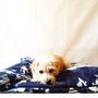 Indigo Tie Dye Denim Dog Bed Cover, thumbnail 2 of 3