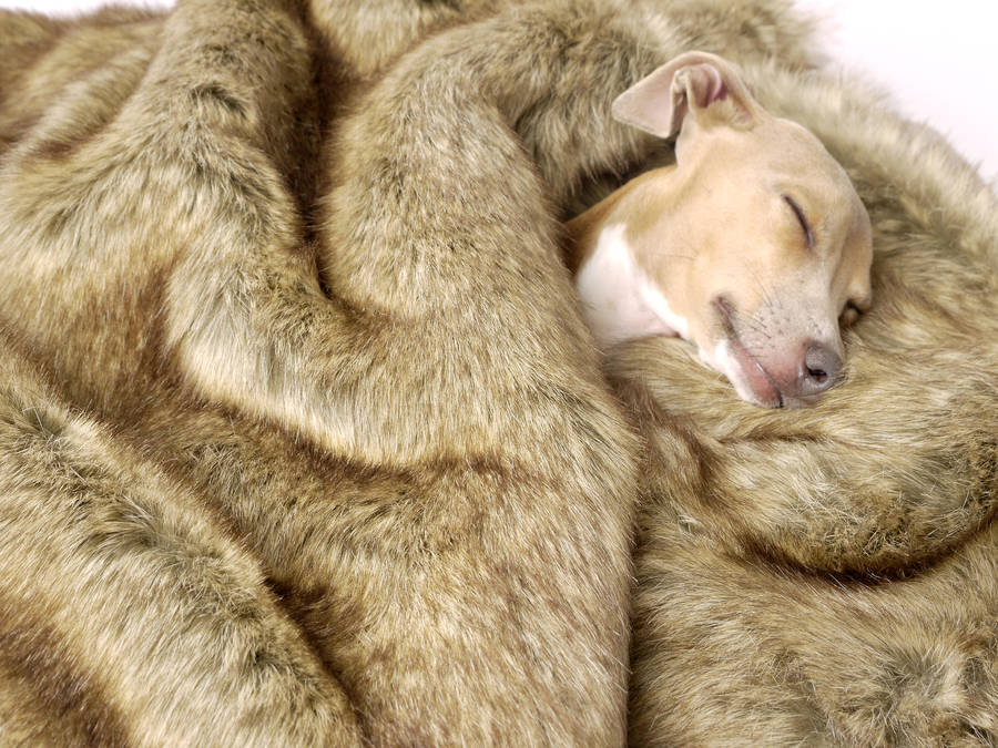 foxy faux fur pet blanket by charley chau