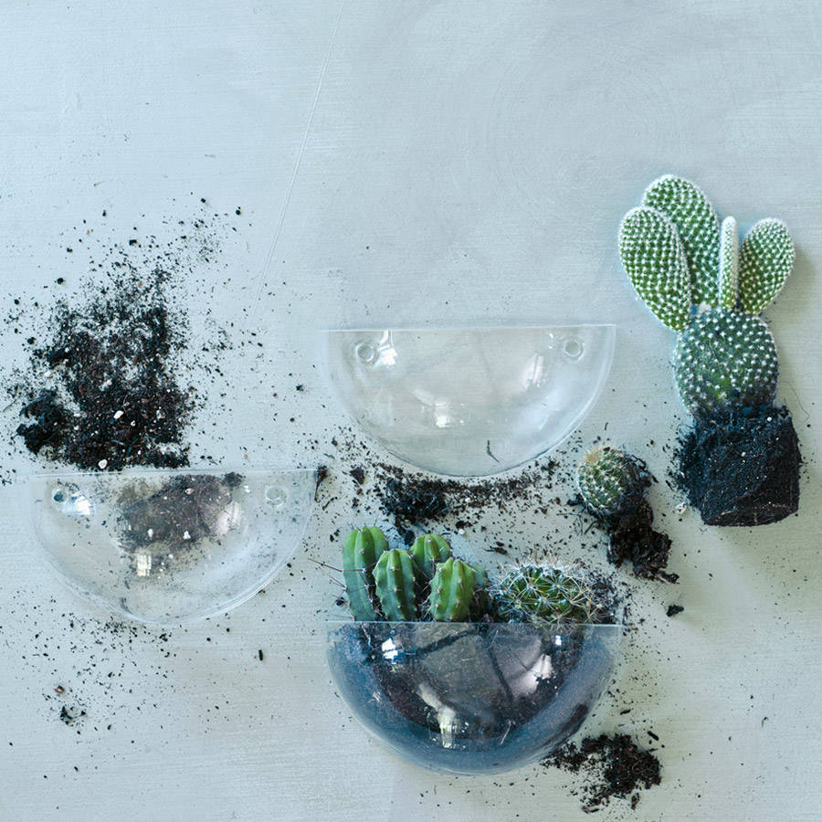 lovel mini wall terrarium by rowen & wren