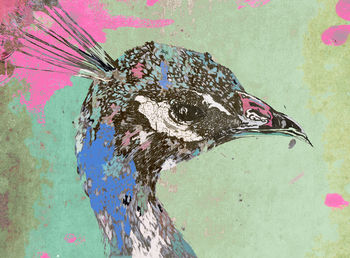Pink Peacock Limited Signed Print, 2 of 2