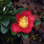 Red Scented Camellia Plant, thumbnail 3 of 4