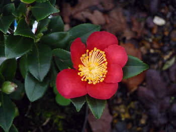 Red Scented Camellia Plant, 3 of 4