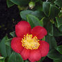 Red Scented Camellia Plant, thumbnail 1 of 4