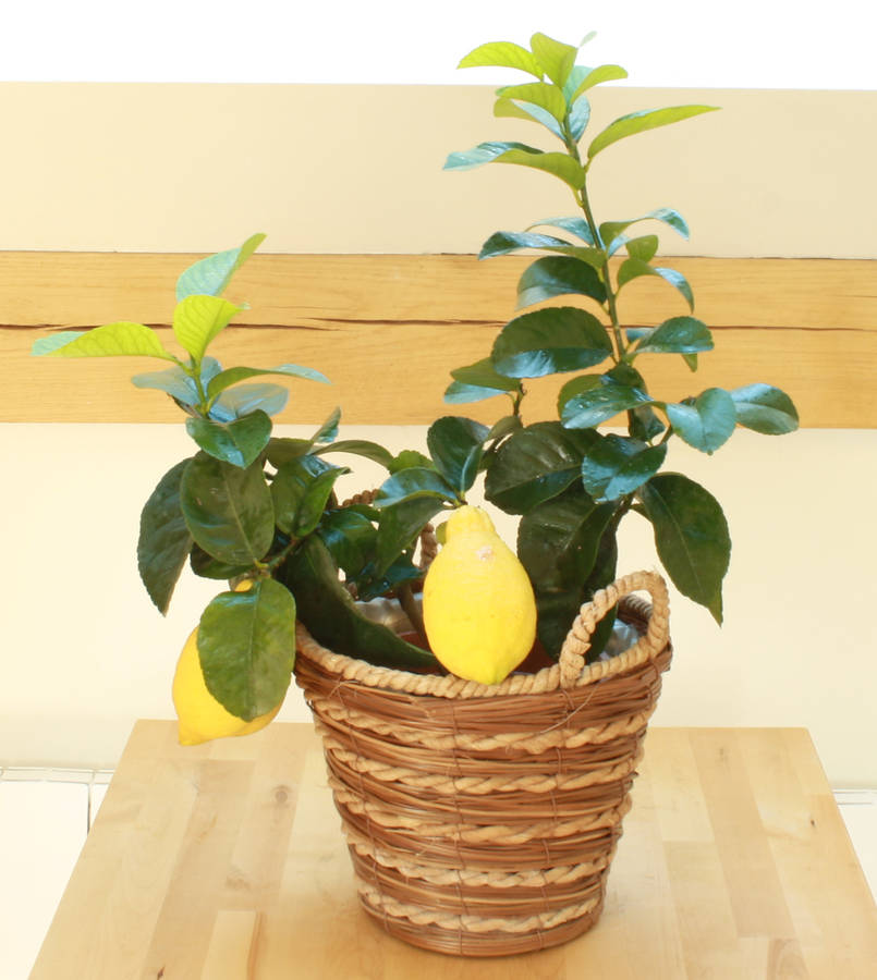 2ft Lemon Tree By Plants4 Presents