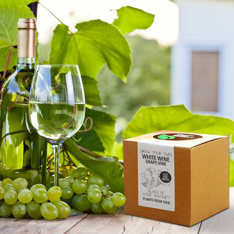 Grow Your Own White Wine Grape Vine, 1 of 2