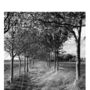Oak Trees, Black And White, Art Print, thumbnail 5 of 8