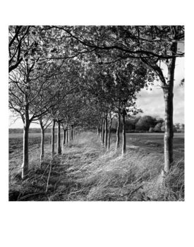 Oak Trees, Black And White, Art Print, 5 of 8