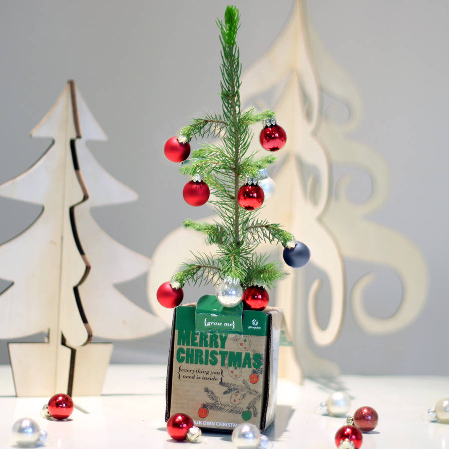 Grow Your Own Christmas Tree By Be Ecycle | notonthehighstreet.com
