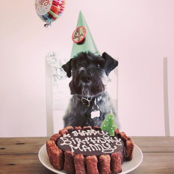 Dog Birthday Cake, 4 of 5