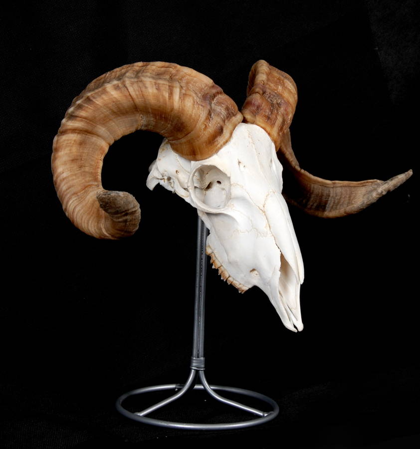 Ram's Skull By Emilyhannah Ltd | notonthehighstreet.com