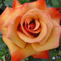 Remembrance Roses Gifts Rose Remember Me, thumbnail 1 of 1