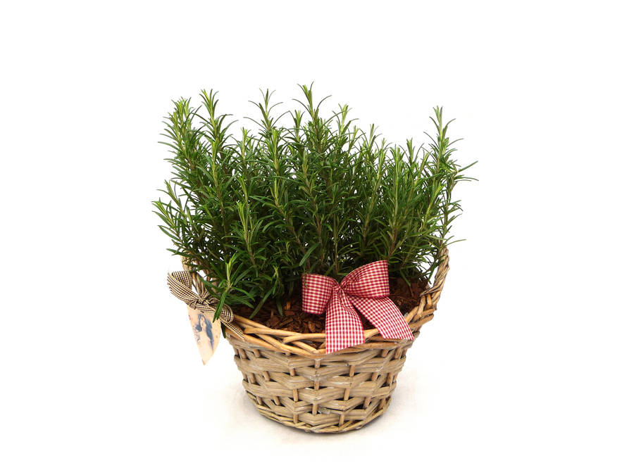 christmas plant gifts vintage rosemary basket by giftaplant