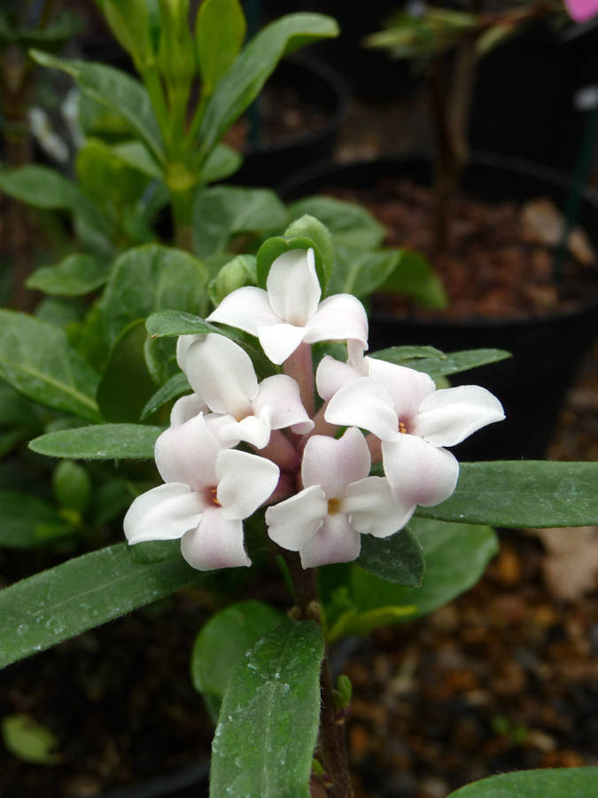scented plant gifts daphne eternal fragrance by giftaplant