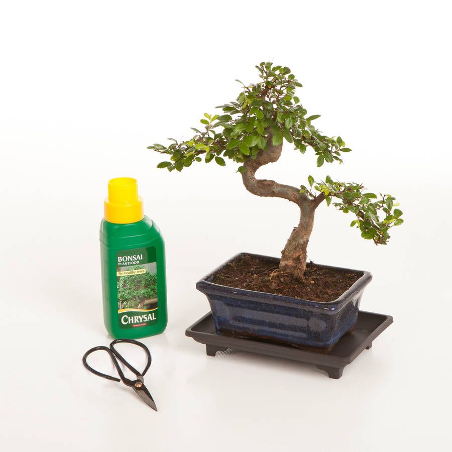 eight year old bonsai tree basic gift set by all things