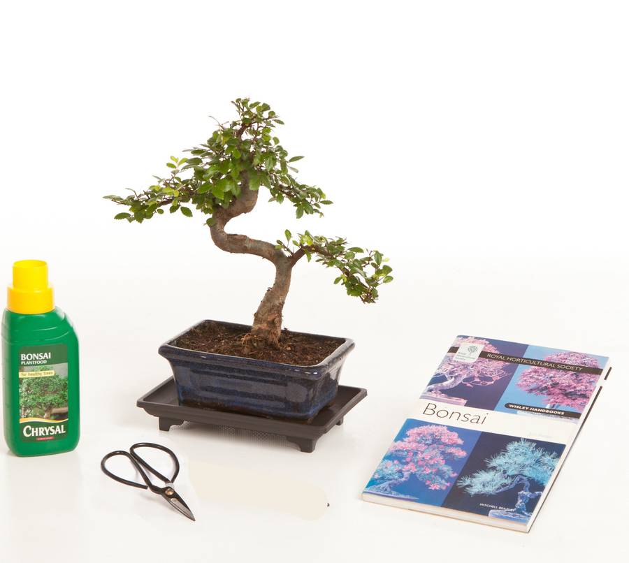 Eight Year Old Bonsai Tree Gift Set By All Things Bonsai