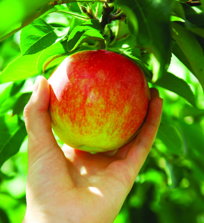 Easter Fruity Gifts Dwarf Patio Apple Tree By Giftaplant