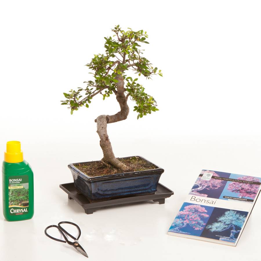 12 year old bonsai tree gift set by all things bonsai