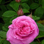 Garden Gifts Perfumed Rose Gift Rose Gertrude Jekyll, thumbnail 1 of 1