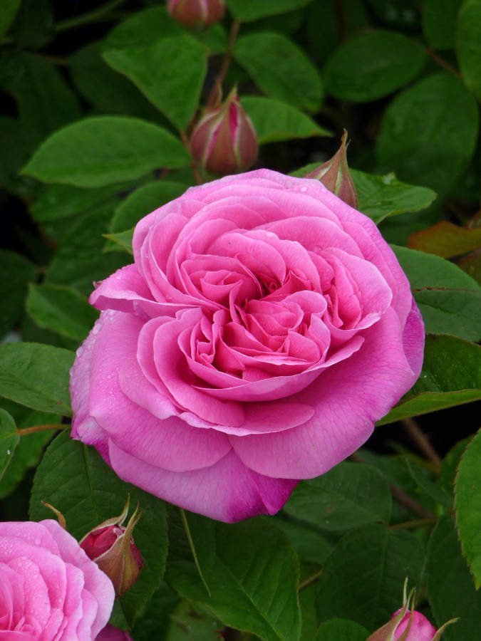 Garden Gifts Perfumed Rose Gift Rose Gertrude Jekyll