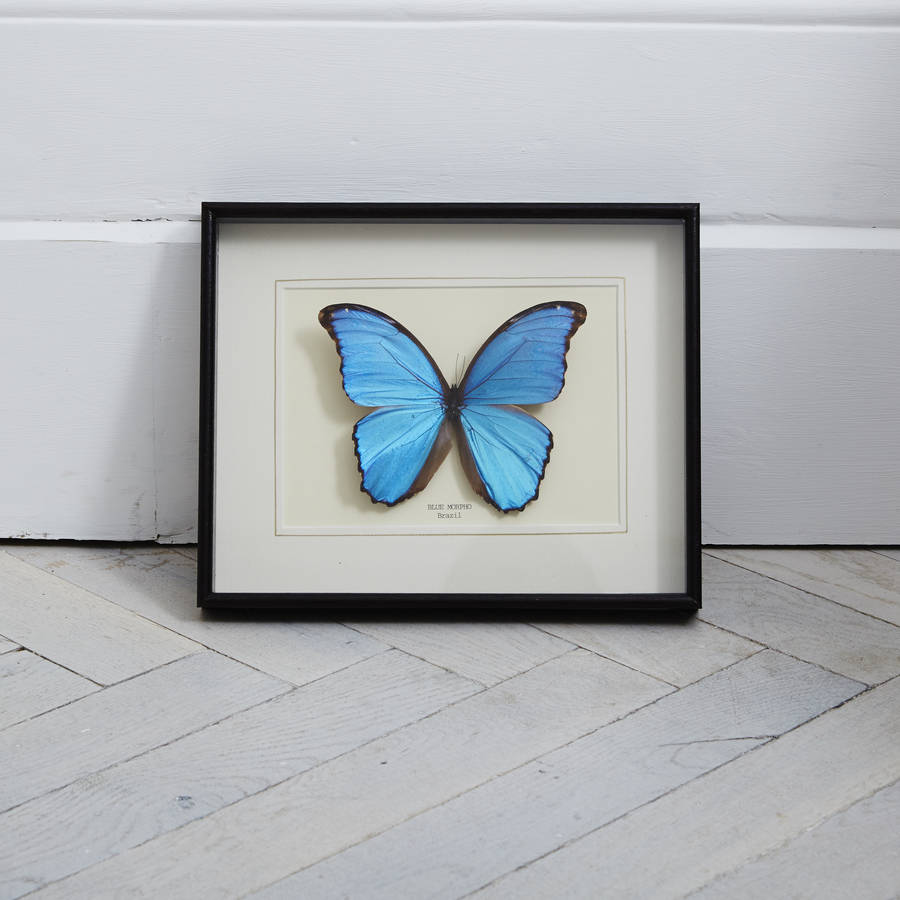 Real Blue Morpho Butterfly In Box Frame By By River