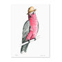 Galah In A Trilby Unframed Print, thumbnail 2 of 3