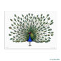 Peacock In A Scottish Bonnet Unframed Print, thumbnail 2 of 3