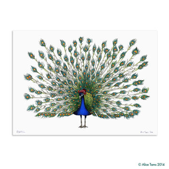 Peacock In A Scottish Bonnet Unframed Print, 2 of 3