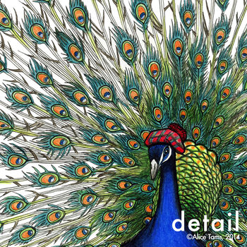 Peacock In A Scottish Bonnet Unframed Print, 3 of 3